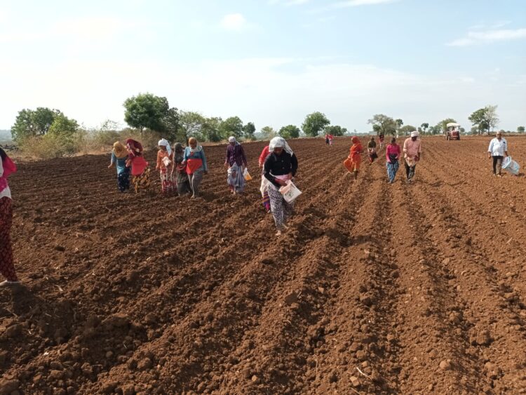 पावसाची वाट न पाहता कापूस, मका लागवड; अनेक शेतकऱ्यांचे धूळपेरणी सुरुवात