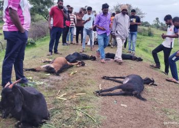 खातवळ (ता. खटाव) येथे भीषण दुर्घटना: म्हारकीचा तलाव परिसरात अचानक १७ शेळ्यांचा मृत्यू. कारण अस्पष्ट.लाखोंचे नुकसान