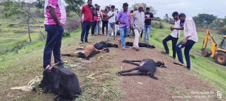 खातवळ (ता. खटाव) येथे भीषण दुर्घटना: म्हारकीचा तलाव परिसरात अचानक १७ शेळ्यांचा मृत्यू. कारण अस्पष्ट.लाखोंचे नुकसान