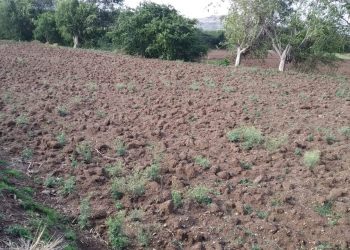 पाऊस पडेना, ढेकुळ काय फुटेना पावसाअभावी पेरण्या लंबल्या