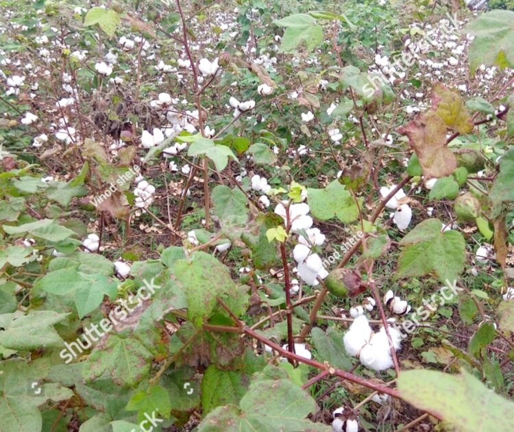 कापूस विकेना अन् पिसवा पिच्छा सोडेना भाववाढीच्या अपेक्षेने घरात साठवून ठेवलेल्या कापसाने शेतकऱ्यांची उडाली झोप