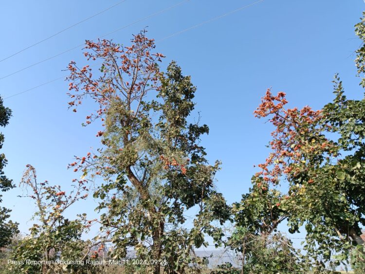 शिरपूर तालुक्यात बहुगुणी पळस फुलांनी परिसर सजला