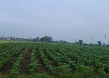 “ओला दुष्काळ उंबरठ्यावर..”‘पंधरवड्यात सूर्यदर्शनच नाही;शेतीच्या आंतरमशागतीला अडथळा.'”पिकात तण झाल्यामुळे तणनाशकांचा खर्च वाढला.”
