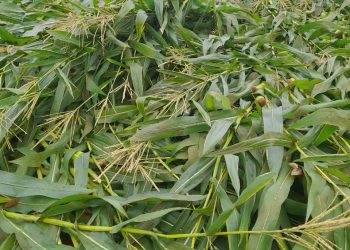 डोंगरगाव परिसरात वादळी वाऱ्याने पावसाने झोडपले शेती पिकांचे अतोनात नुकसान. *