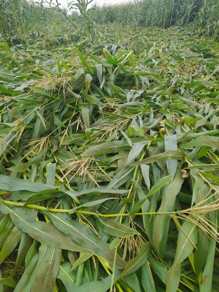 डोंगरगाव परिसरात वादळी वाऱ्याने पावसाने झोडपले शेती पिकांचे अतोनात नुकसान. *